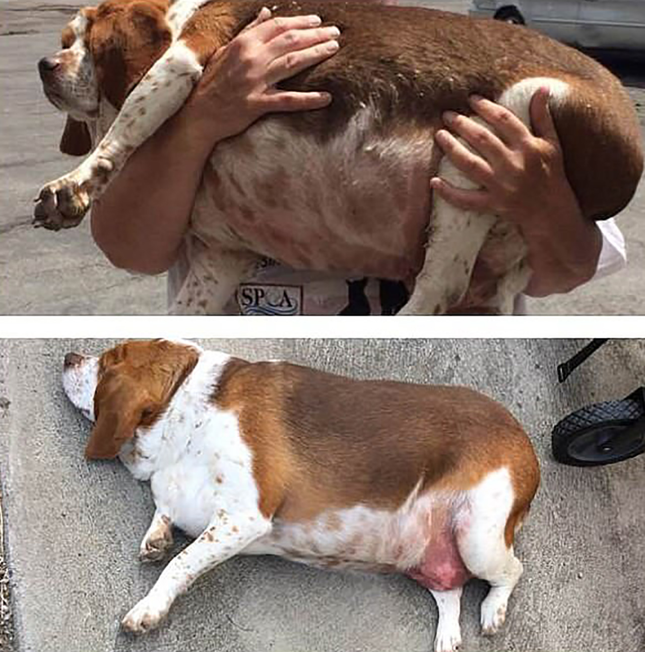 30kg까지 살쪄 안락사당할 뻔한 비글의 다이어트