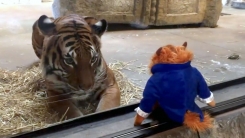 '넌 누구냐'...인형을 본 호랑이의 반응