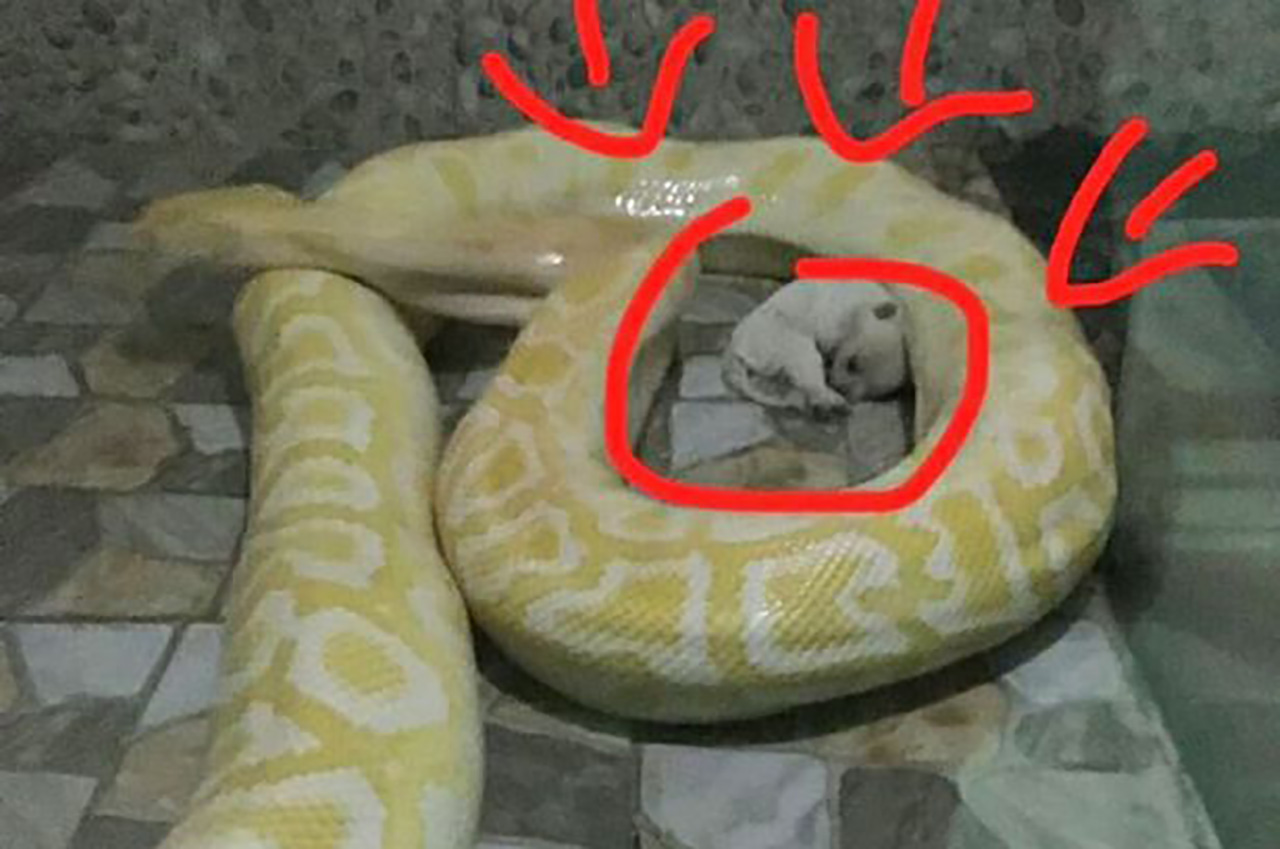 비단뱀에게 살아있는 강아지를 먹이로 준 中 동물원