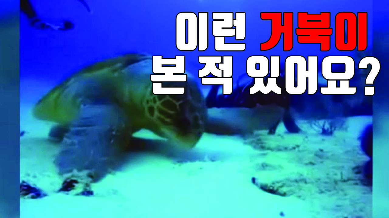 [자막뉴스] '바닷속 용왕'...800kg 넘는 장수거북