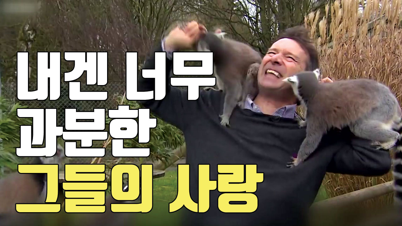 [자막뉴스] 올라타고 깨물고...여우원숭이의 과격한 애정표현