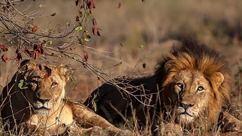 남아공서 사냥하던 밀렵꾼, 사자 무리에 잡아 먹혀