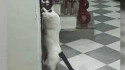 화장실에 갇힌 동료 구해준 고양이