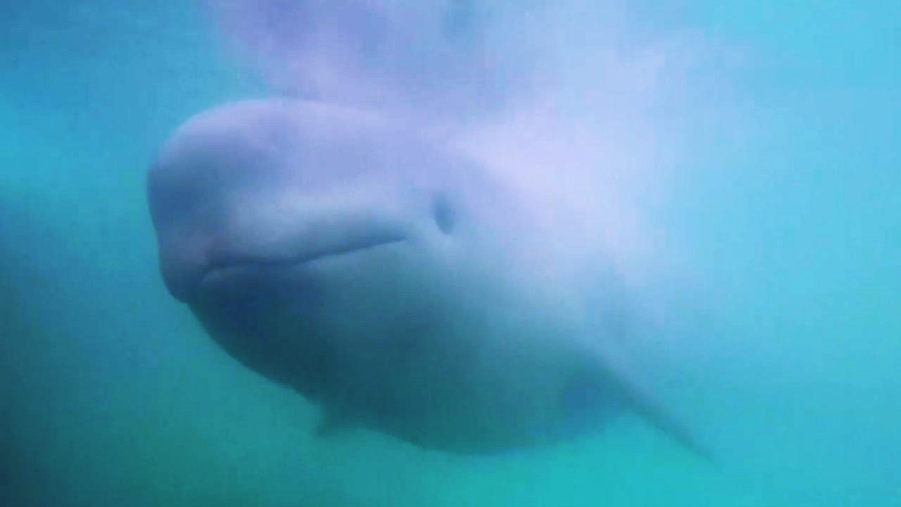 알래스카 해변서 '극적 구출' 새끼 흰돌고래 공개