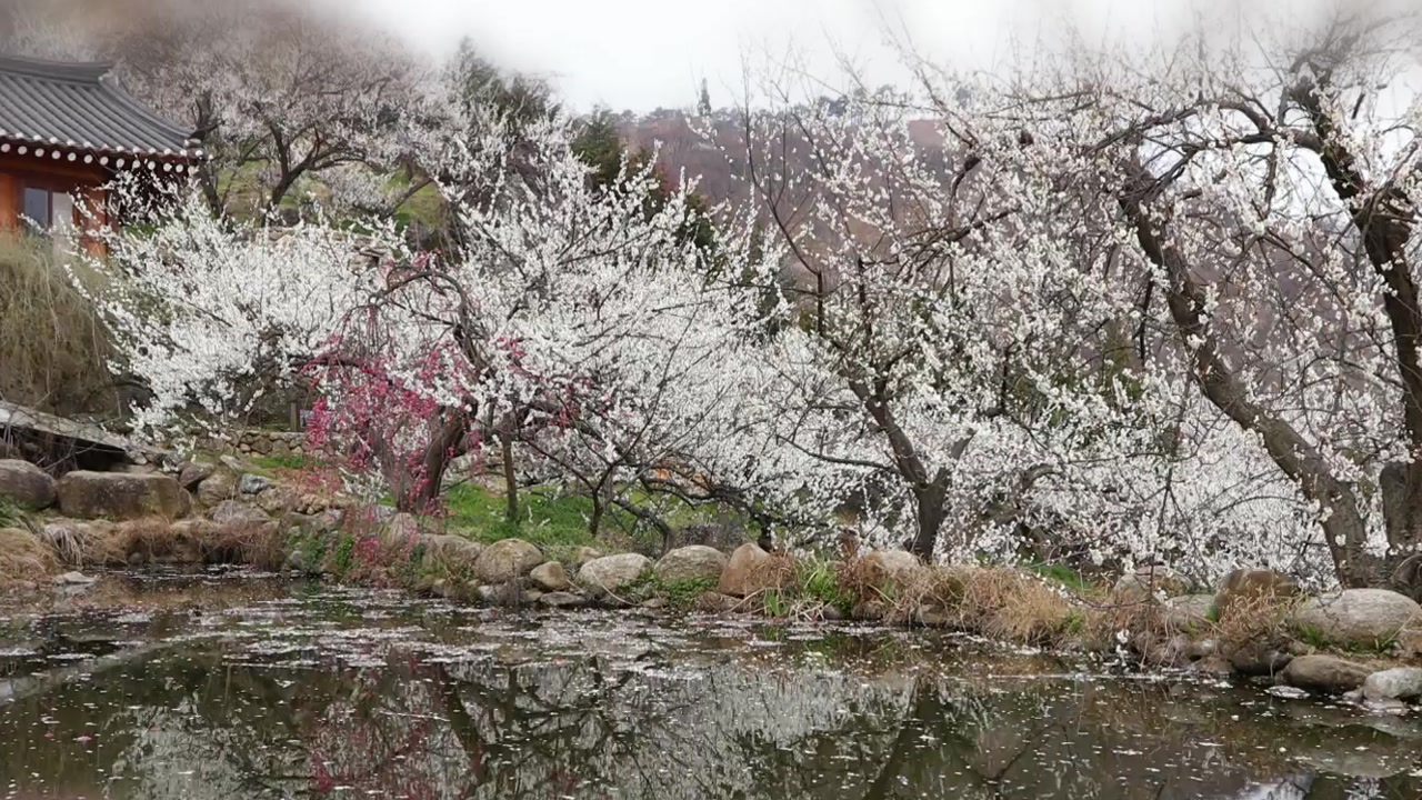 [영상] 봄꽃 축제