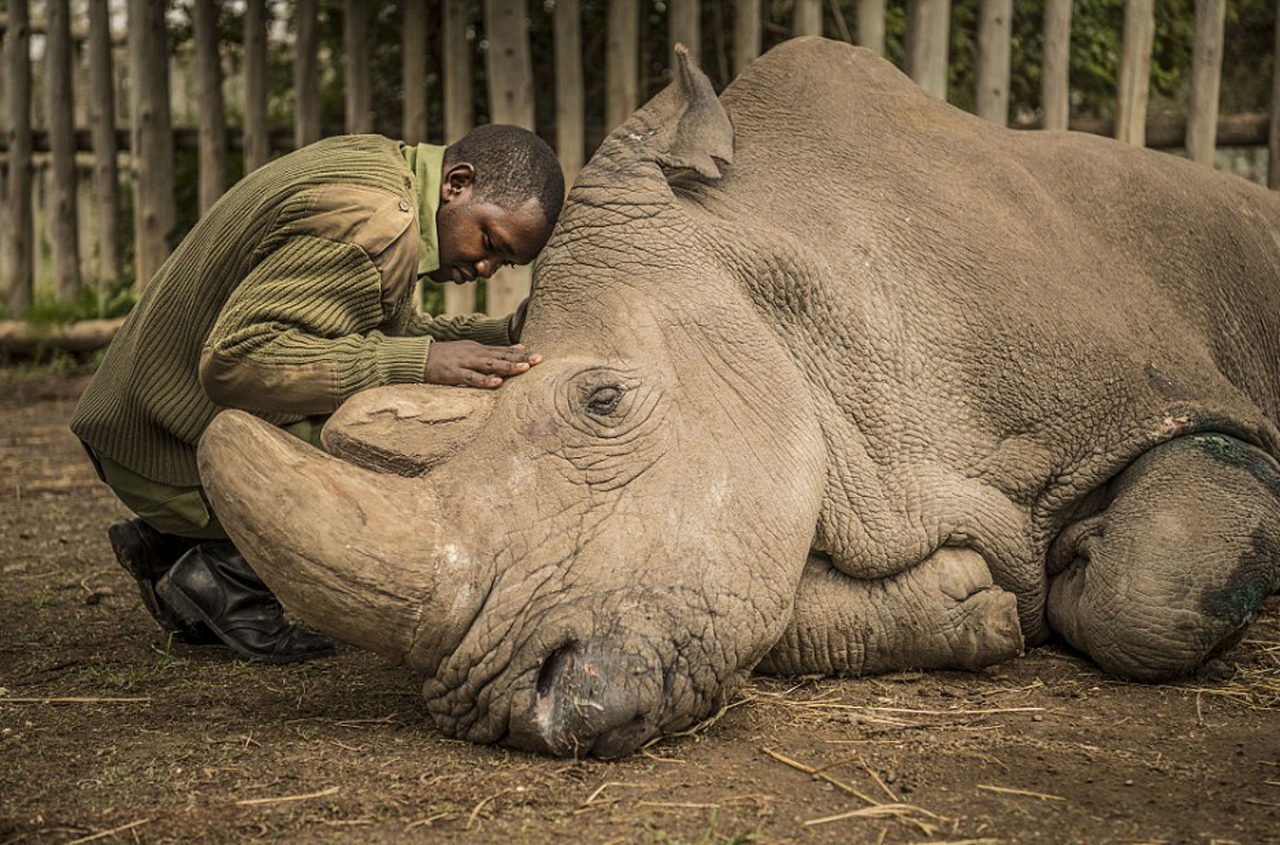 죽어가는 '북부흰코뿔소', 멸종의 순간을 담은 사진
