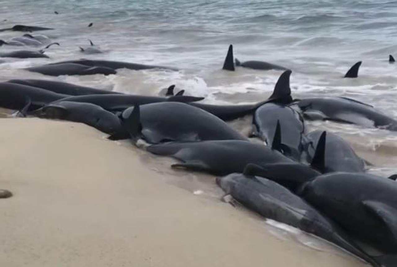 호주 해변에서 떼죽음 당한 고래 130여 마리