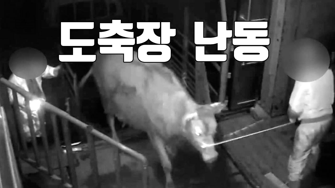 [자막뉴스] '도축' 직전 소의 난동...2명 사상