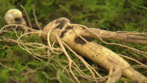 3년근 산양삼 2천 뿌리 훔친 심마니 "모두 달여 먹었다"