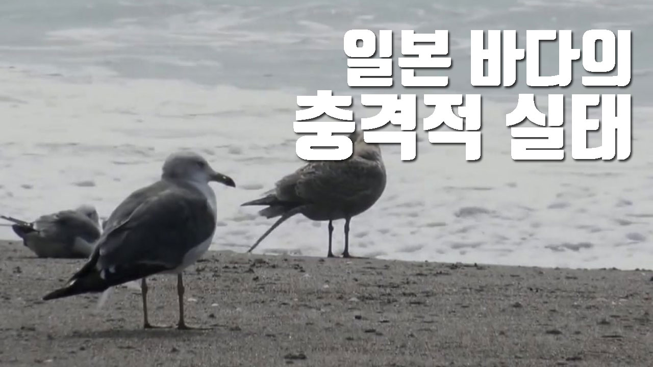 [자막뉴스] 日 해양 미세 플라스틱 농도, 세계 평균의 27배!