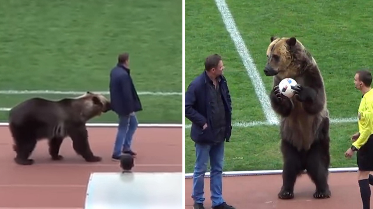 축구 경기 도중 등장해 묘기 부린 곰... 동물단체 반발