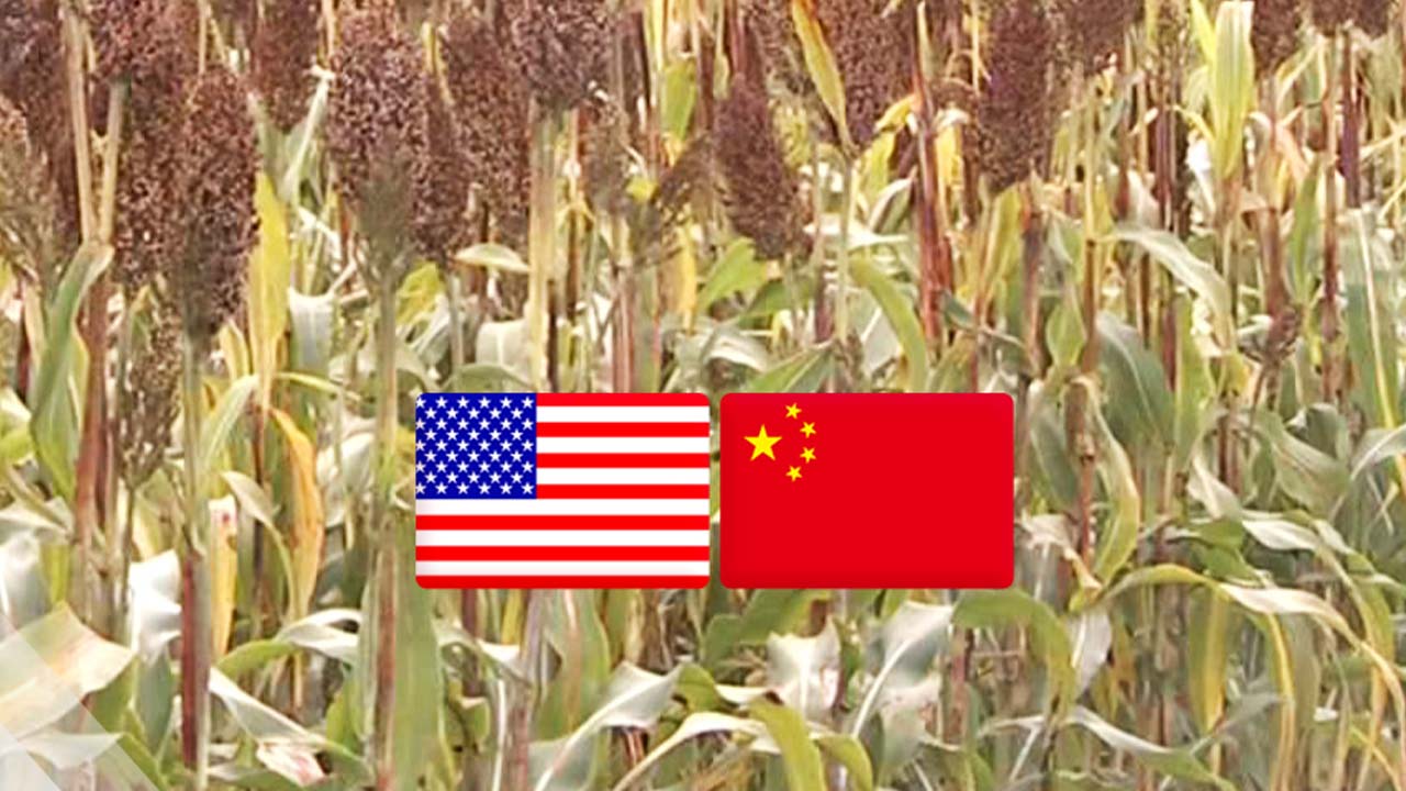중국, 미국산 수수에 반덤핑 예비판정...무역 갈등 또 점화