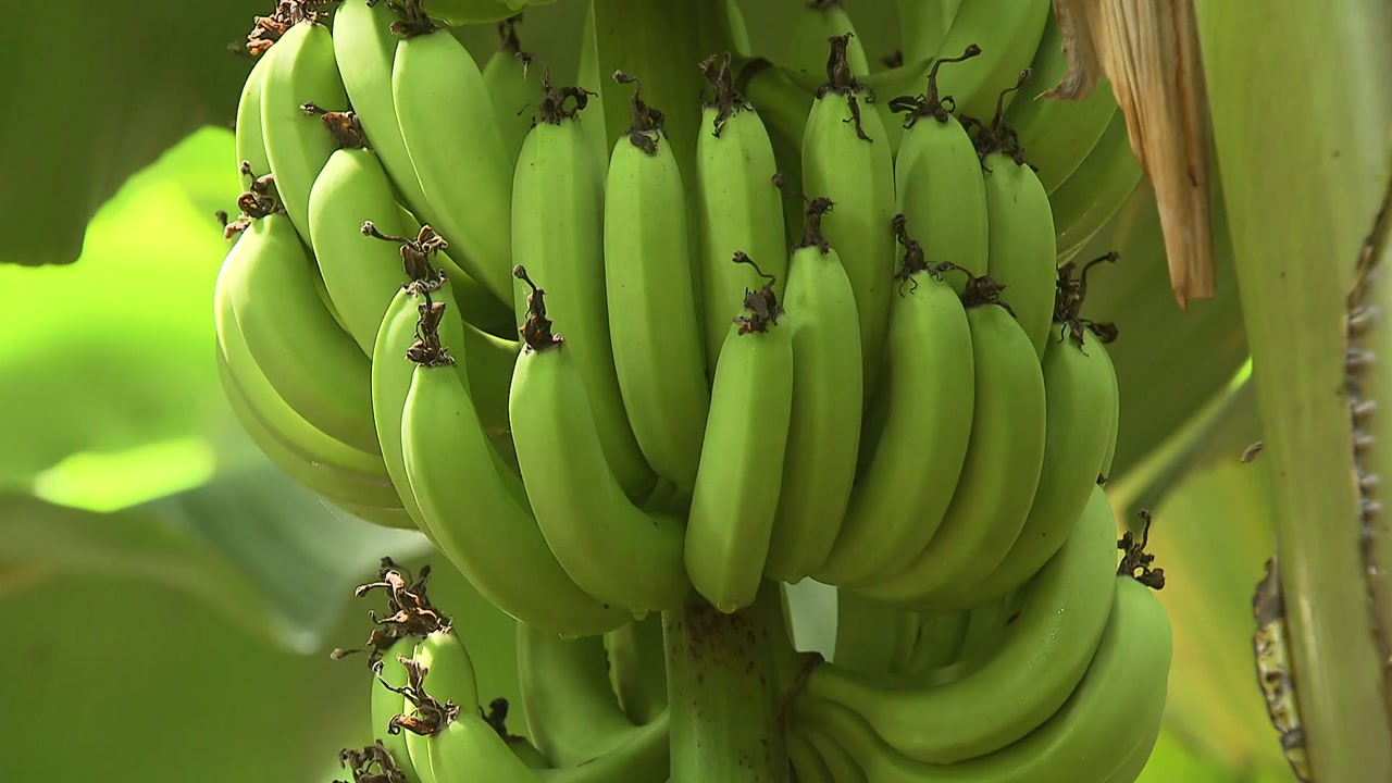 바나나 대량 재배, 제주도 이어 내륙에서 첫 성공