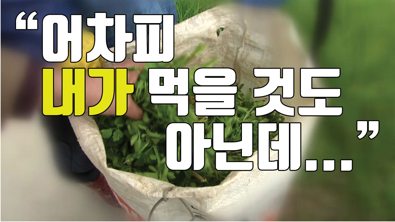 [자막뉴스] "내가 먹을거 아니니까..." '농약 범벅' 돌미나리