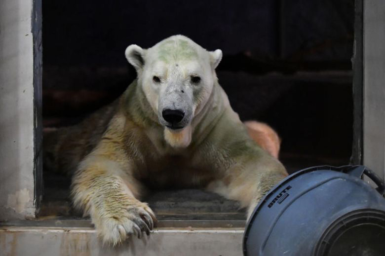 더운 나라 싱가포르서 태어나 안락사 앞둔 북극곰