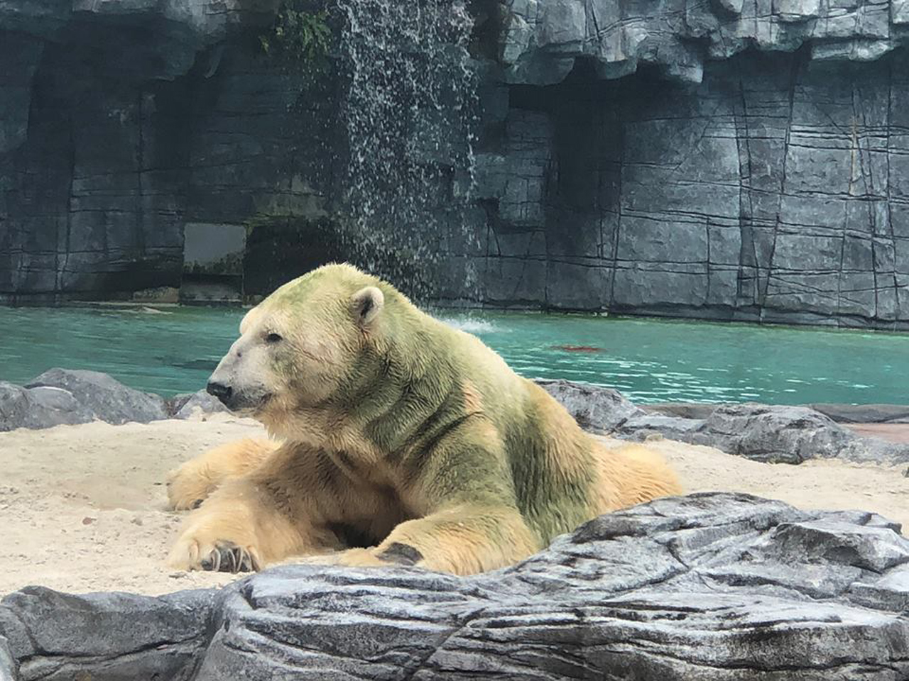 세계 유일 열대 지방에서 태어난 북극곰 '이누카' 세상 떠나