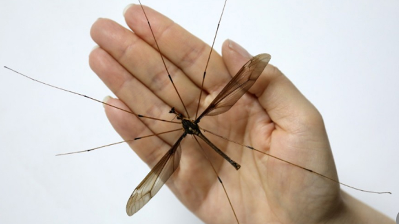 '날개 펴면 11cm'...세계에서 가장 큰 모기 공개