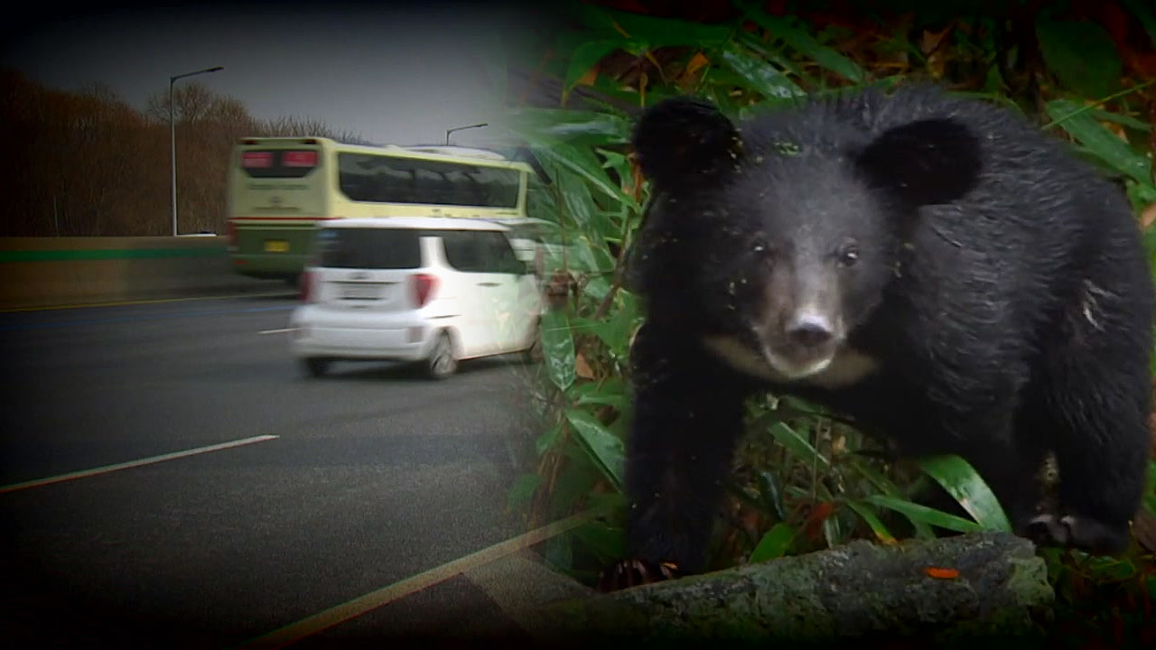 반달가슴곰, 고속도로서 교통사고...생태통로 연결 시급