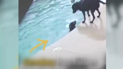 "내가 구해줄게"...익사 위기 친구 구한 견공