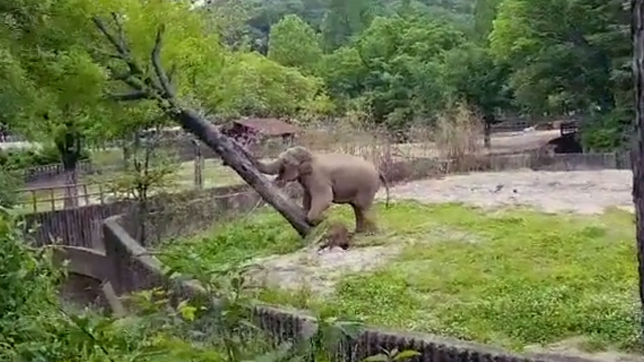 [영상] 서울대공원 코끼리의 '난폭한' 힘자랑