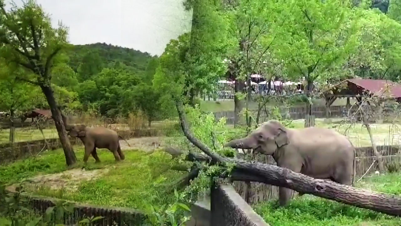 [영상] "배고프면 힘 세져요" 놀이공원에서 코끼리 힘자랑