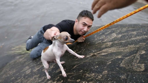 홍수 취재 도중 강아지 구하기 위해 물속으로 뛰어든 기자