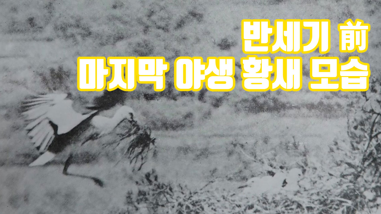 [자막뉴스] 반세기 前 마지막 야생 황새 모습 공개