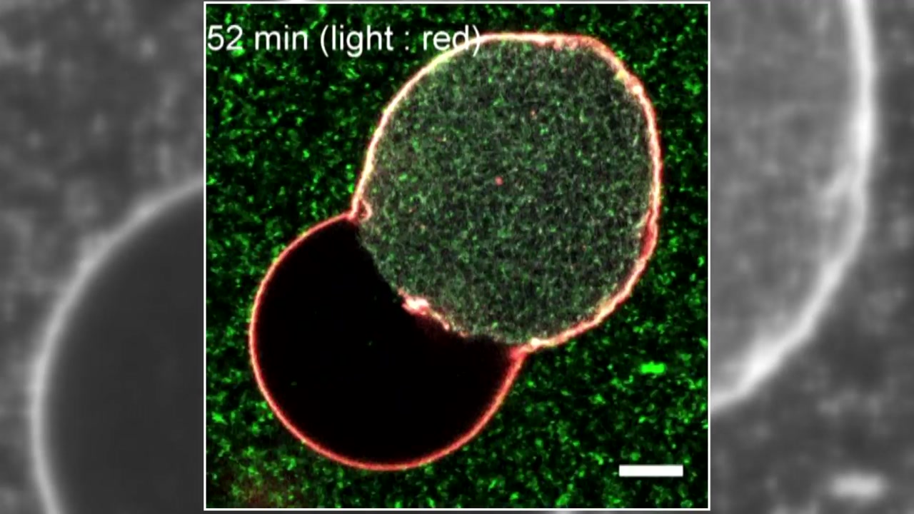 스스로 광합성하는 '인공 세포' 첫 탄생