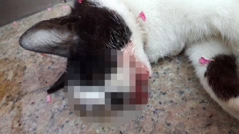 부산서 한쪽 눈 훼손된 길고양이 사체 발견, 경찰 수사 의뢰