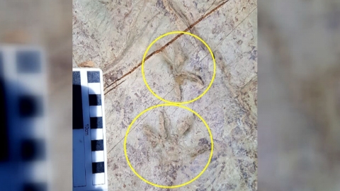 신종 4족 보행 척추동물 발자국 화석 발견