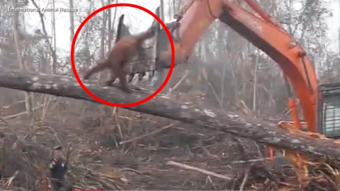 '절박한 사투' 벌목 포크레인에 맞서 숲 지키는 오랑우탄