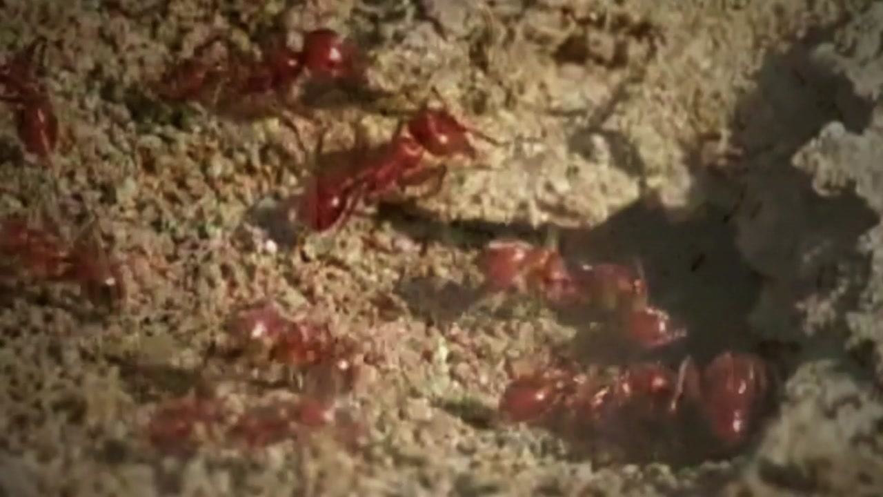 '살인 개미' 붉은 불개미...얼마나 위험할까?