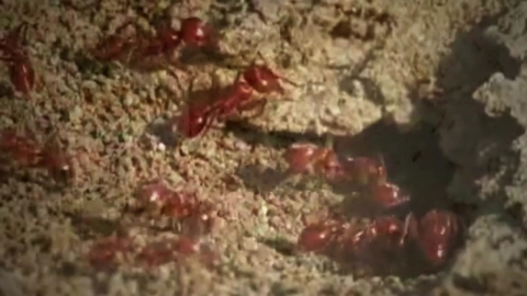 붉은 불개미 3천여 마리 발견...방역 비상
