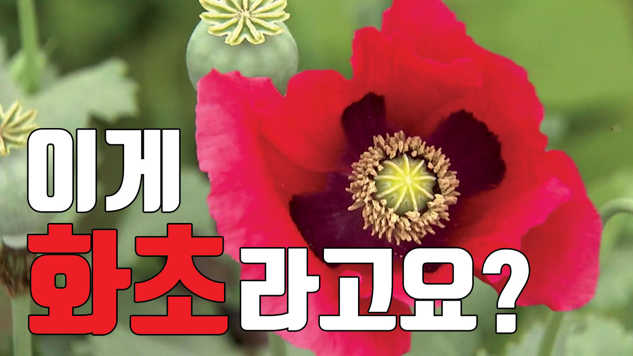 [자막뉴스] "양귀비 보고 화초라고"...신고해도 못 알아본 경찰