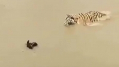 호랑이가 덮치기 직전...오리의 영리한 선택은?