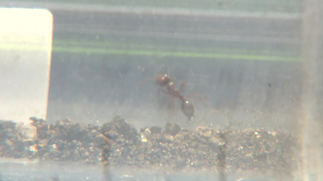 인천항서 국내 첫 붉은불개미 여왕개미 발견