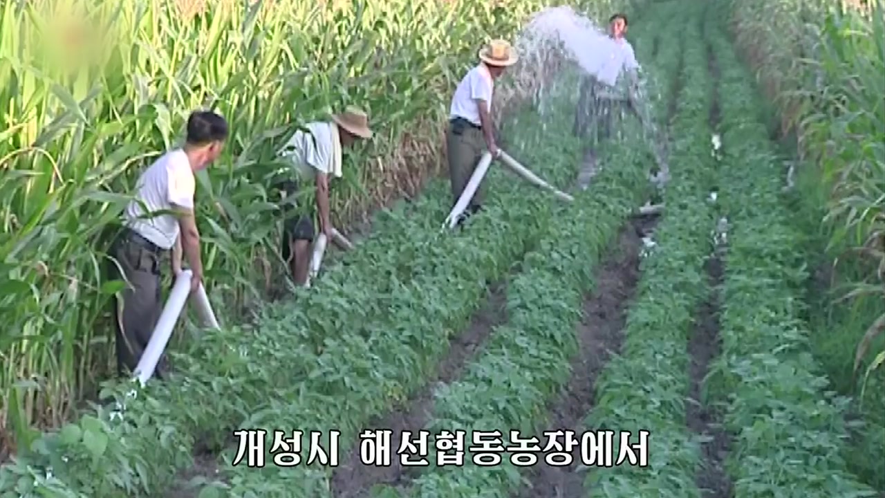 '40도 육박' 이례적 폭염 덮친 북한 풍경