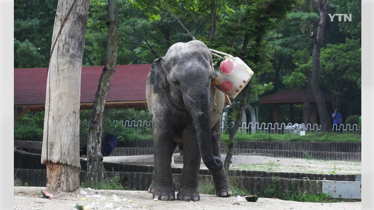 서울대공원 아시아코끼리 폐사...폭염 영향 가능성