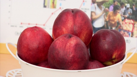 [녹색] 털 없고 껍질째 먹는 복숭아 신품종 개발