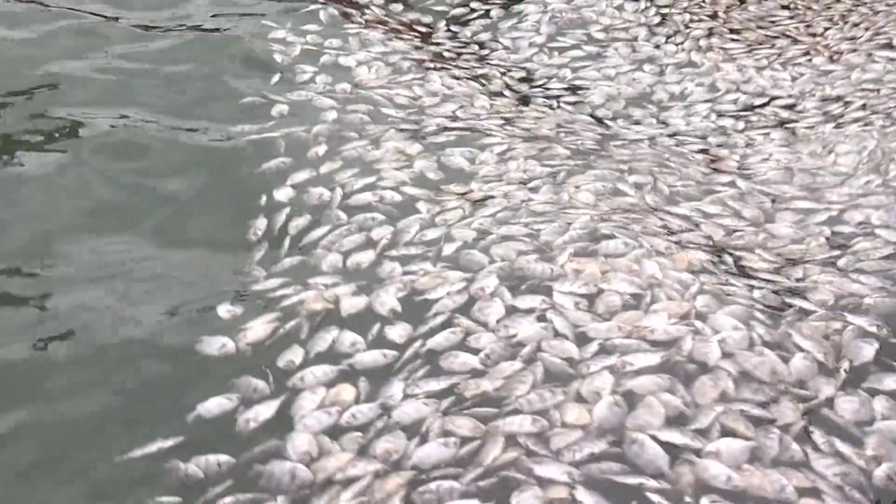 고수온에 물고기 떼죽음 피해 속출