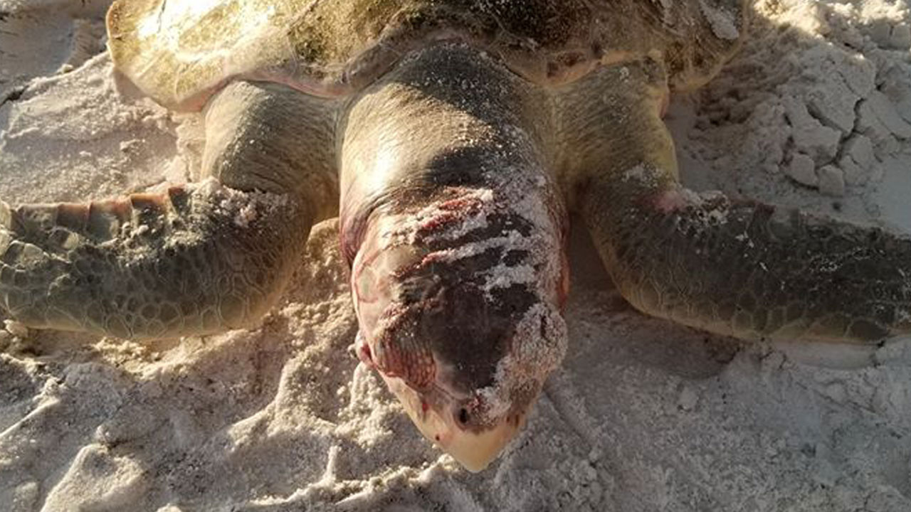 사람들이 해변에 버린 간이 의자에 목숨 잃은 거북이