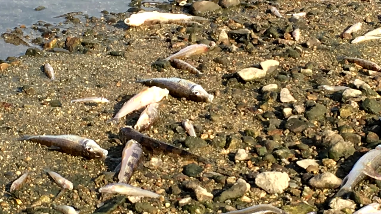 전주 도심 하천에서 물고기 수천 마리 떼죽음