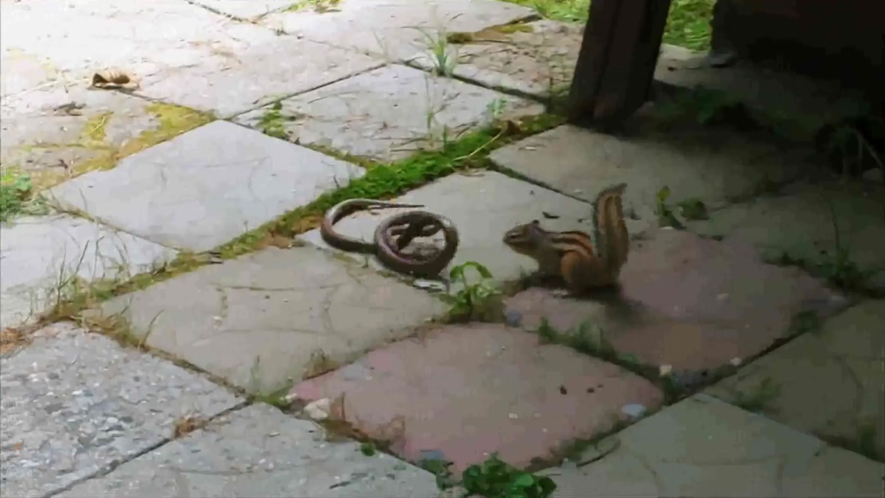 [영상] 누룩뱀 공격하는 다람쥐