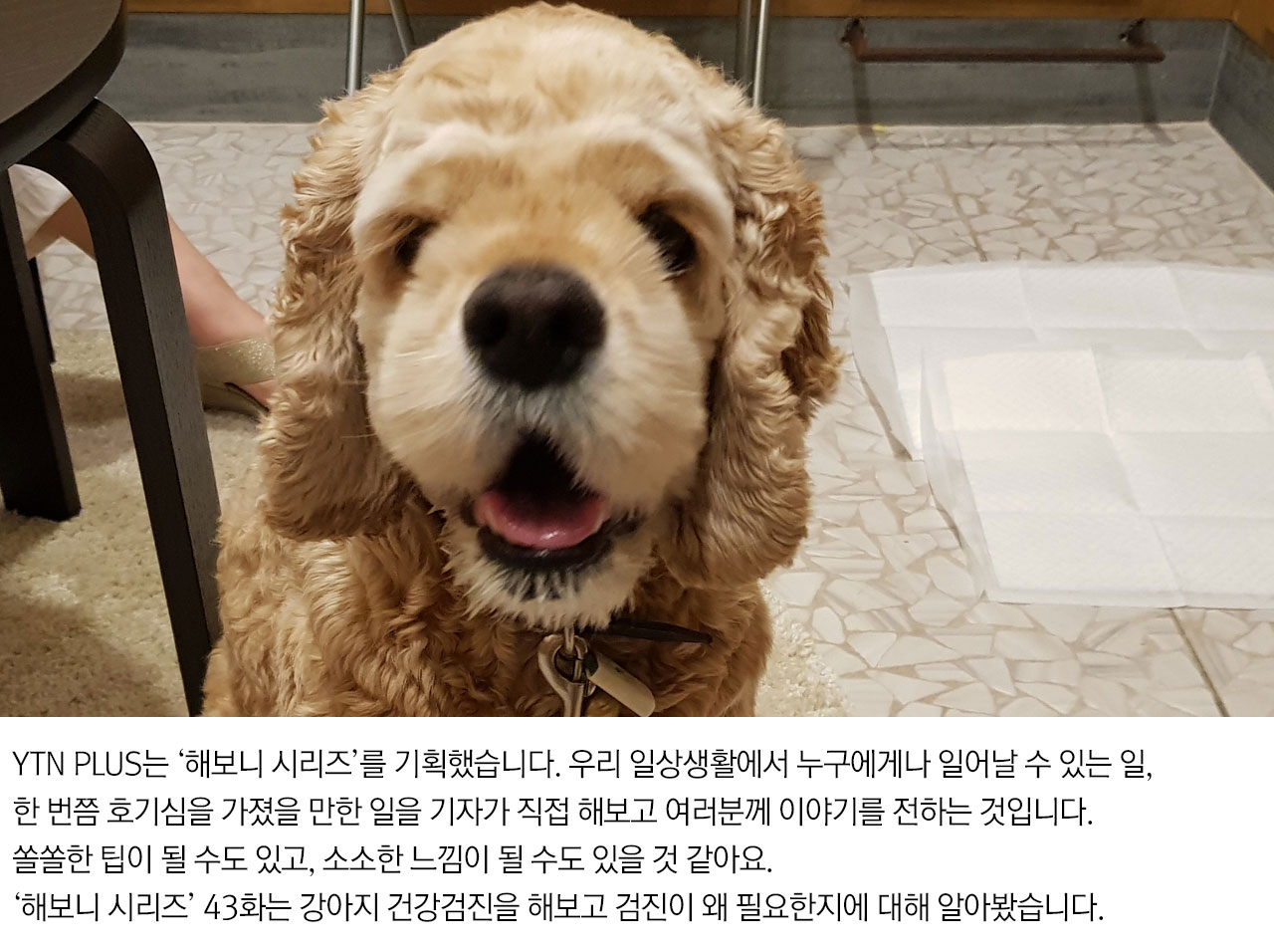 [해보니 시리즈 43] 반려동물 고령화 시대, 강아지 건강검진을 받다