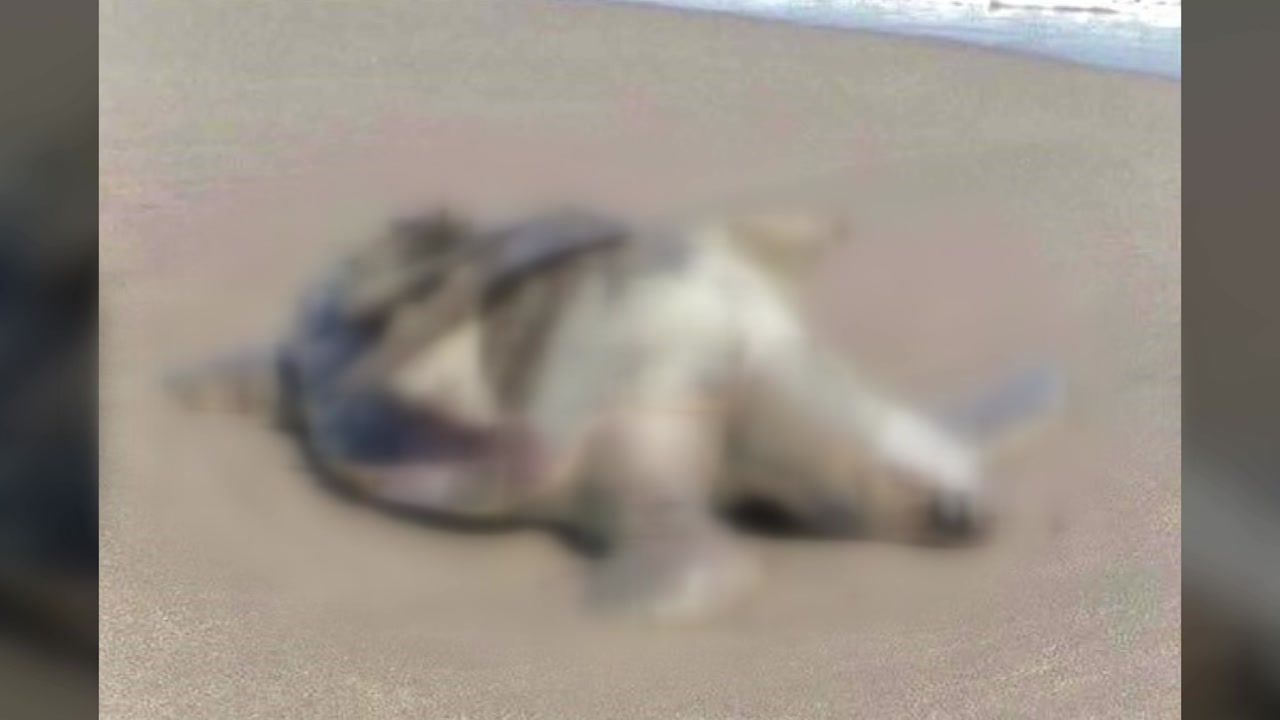 멕시코 해안에서 멸종 위기 거북 떼죽음