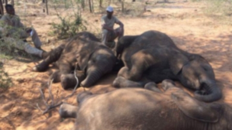 아프리카 보츠와나서 코끼리 87마리 밀렵꾼에 떼죽음