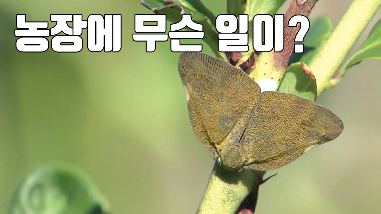 [자막뉴스] 나무에 다닥다닥...농작물 좀 먹는 외래해충