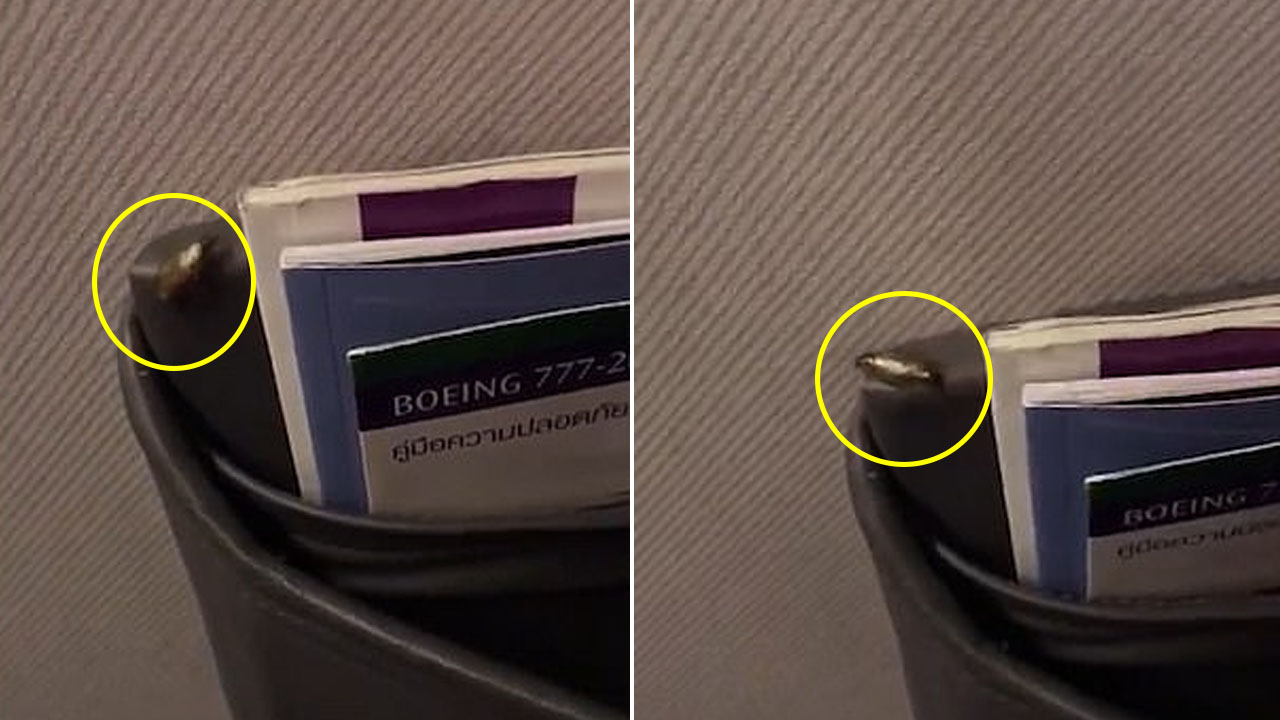 타이항공 기내에서 포착된 바퀴벌레...'좌석 주머니로 쏙'
