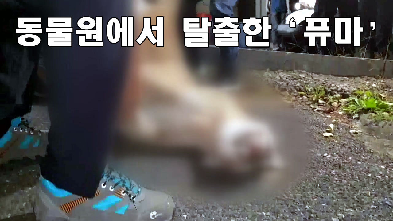 [자막뉴스] 대전 동물원에서 퓨마 탈출해 사살...문단속 허술에 무게