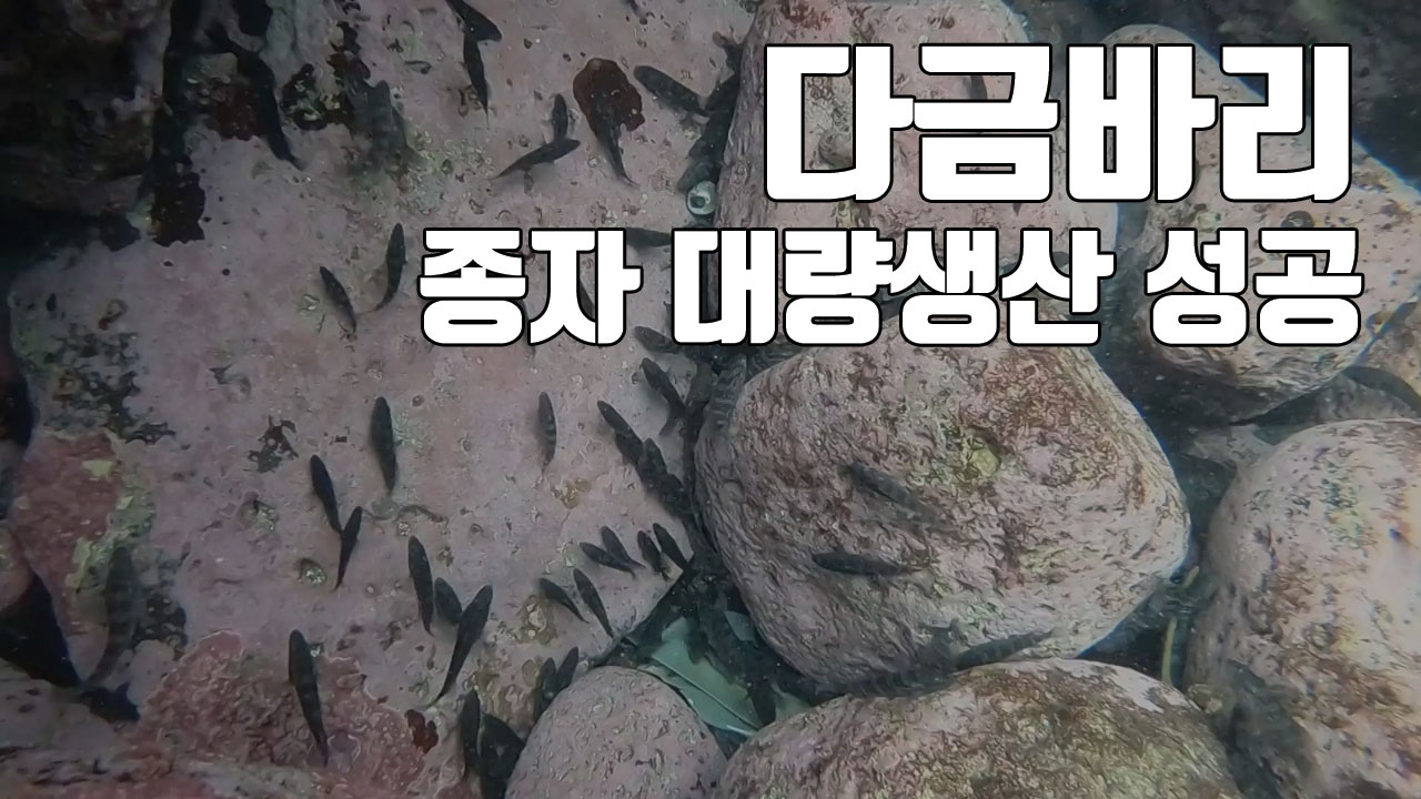 [자막뉴스] 최고급 제주특산 다금바리 종자 대량생산 성공